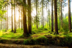 Idyllischer Wald mit Bach bei Sonnenaufgang