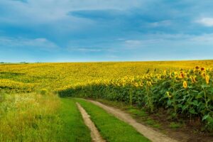 Summer sunflowers field with a dirt road